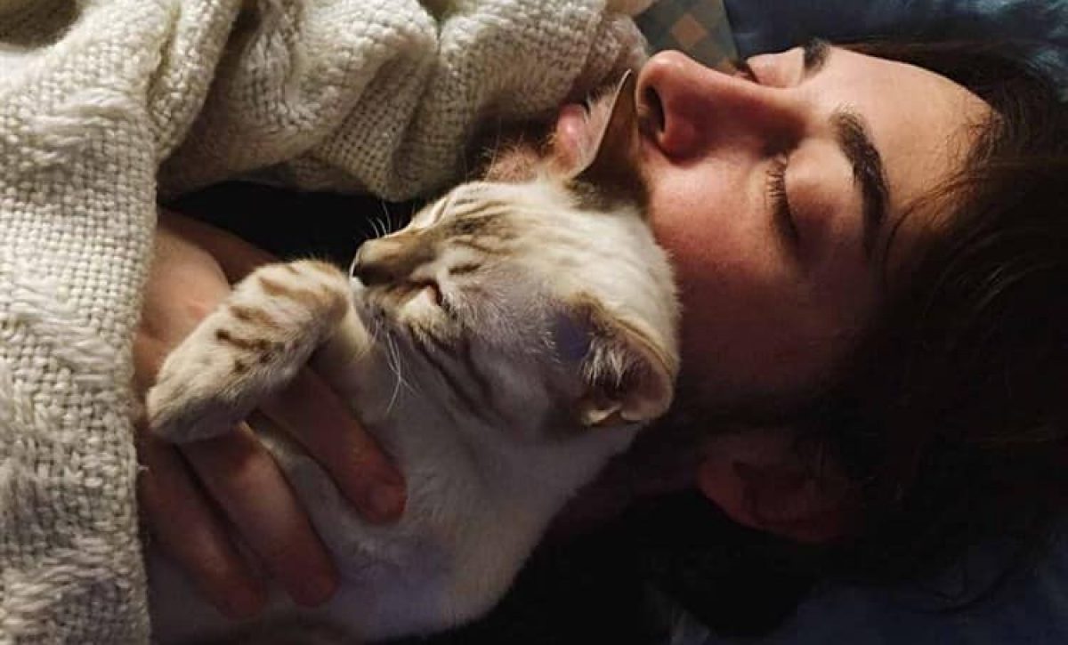 dormirgatossignificado dormirgatossignificado