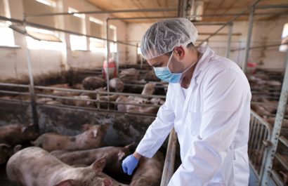 Ecuador refuerza controles por alerta internacional de peste porcina africana.