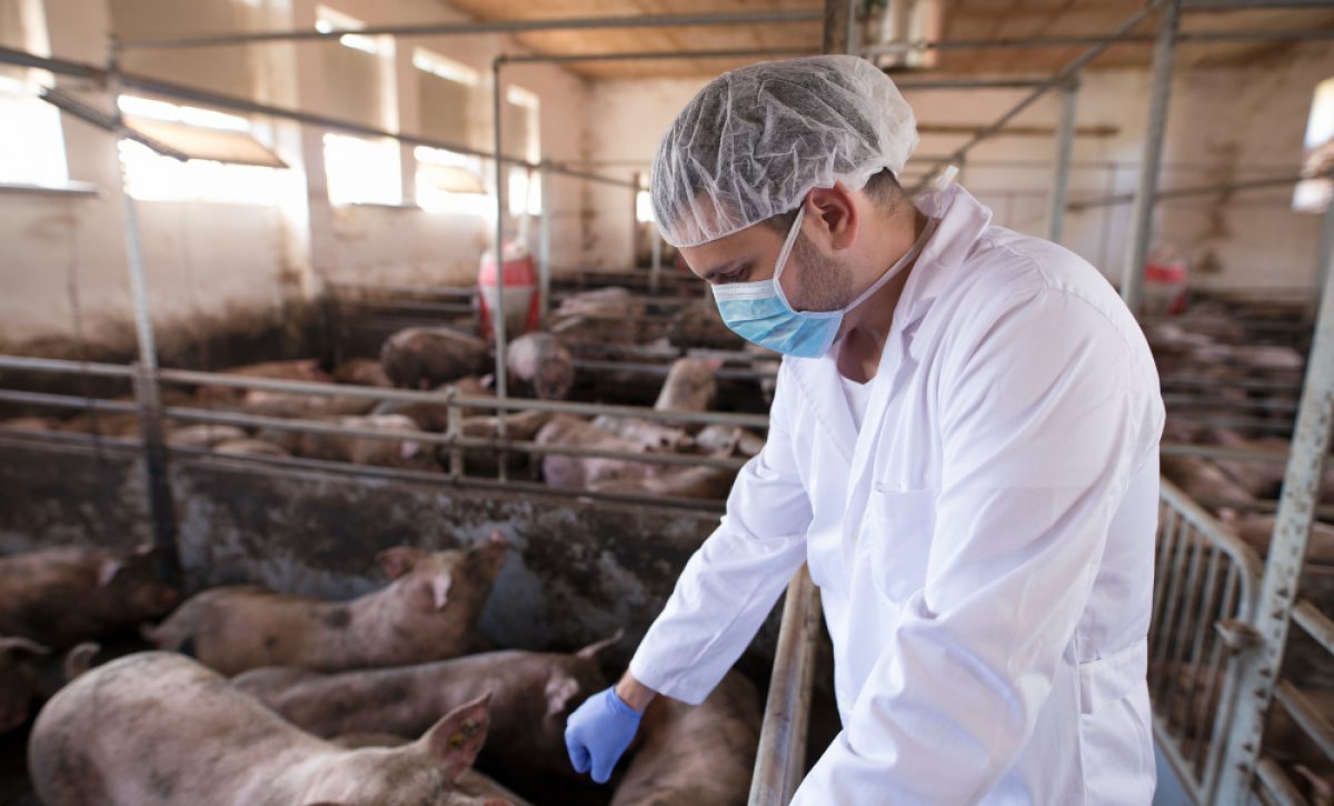 Ecuador refuerza controles por alerta internacional de peste porcina africana.