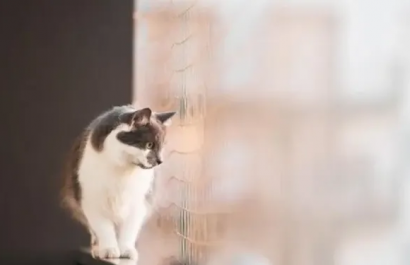 Insólito accidente en España: un gato cae desde un cuarto piso y golpea a un peatón