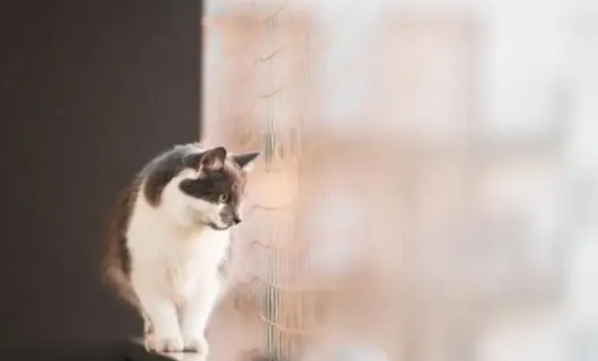 Insólito accidente en España: un gato cae desde un cuarto piso y golpea a un peatón