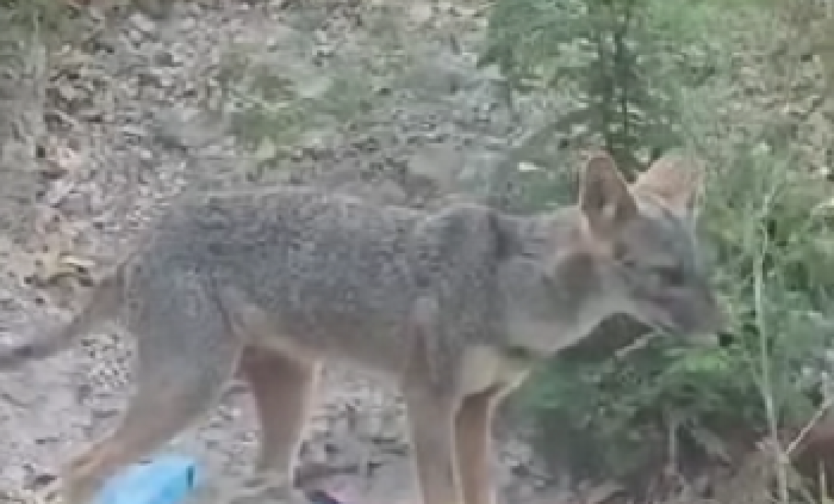 ¡No es un perro! El misterioso visitante en Manta es un zorro en peligro de extinción
