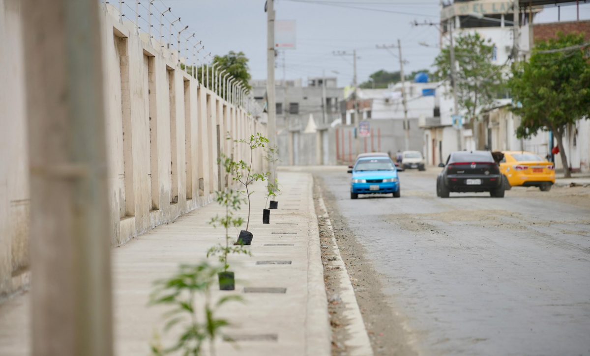 local 1 plantan árboles 108