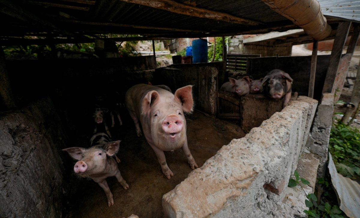 Algunos de los cerdos fueron trasladados a un criadero autorizado en la zona rural de Manta, bajo la custodia de la Dirección de Ambiente.