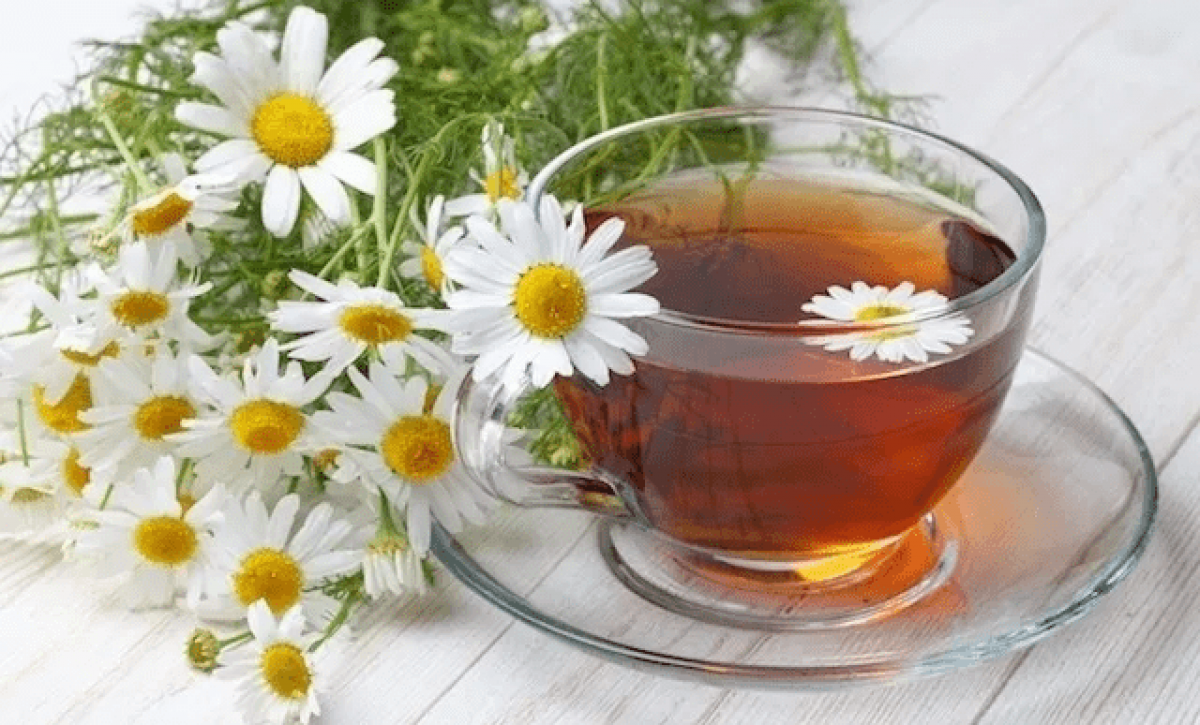 La manzanilla: una planta ancestral con nuevas aplicaciones terapéuticas