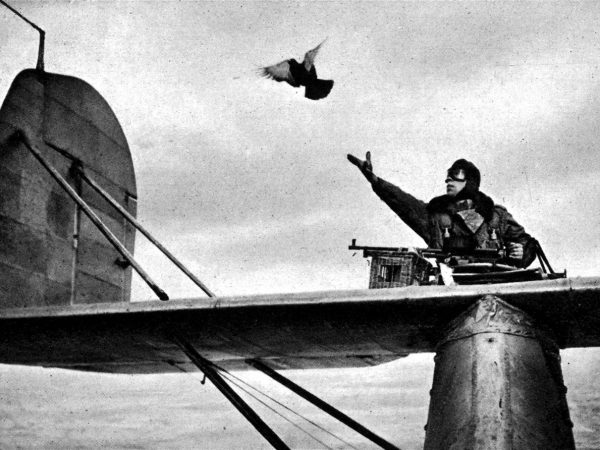 Un piloto de la RAF (Fuerza Aérea Británica) suelta una paloma mensajera en agosto de 1941, en plena Segunda Guerra Mundial.