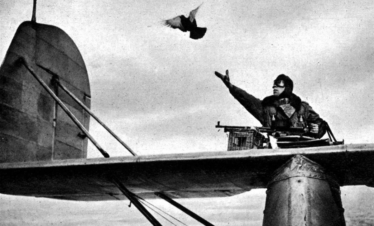 Un piloto de la RAF (Fuerza Aérea Británica) suelta una paloma mensajera en agosto de 1941, en plena Segunda Guerra Mundial.
