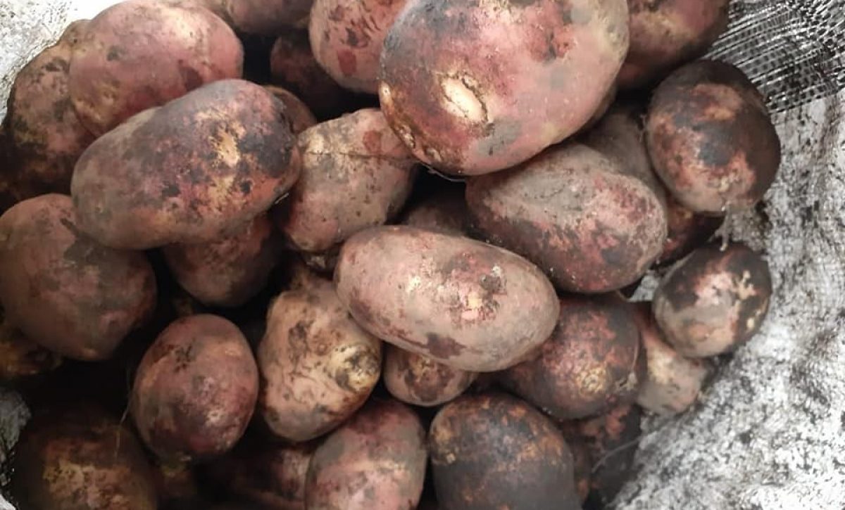 Productos esenciales como papa, tomate y verde son cada vez más costosos.