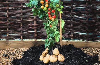 Un cruce natural entre tomate y Etuberosum dio origen a la papa hace 9 millones de años