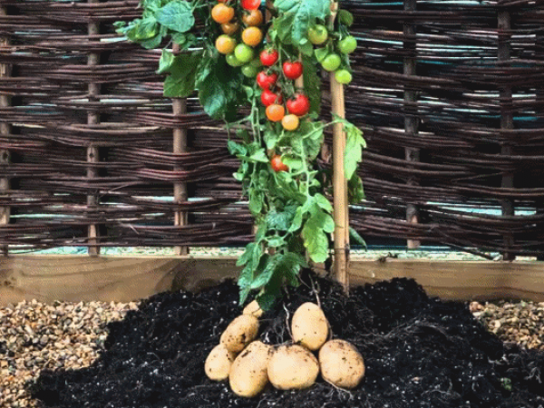 Un cruce natural entre tomate y Etuberosum dio origen a la papa hace 9 millones de años