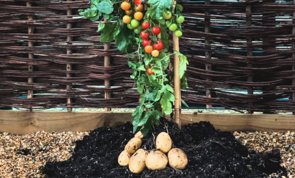 Un cruce natural entre tomate y Etuberosum dio origen a la papa hace 9 millones de años