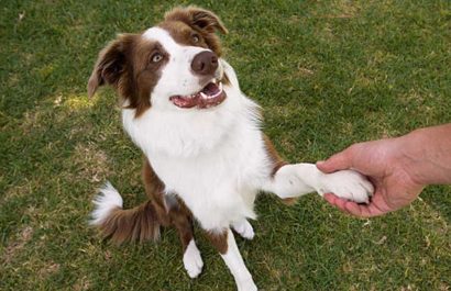 Perros diestros y zurdos: lo que revela la pata dominante de tu mascota