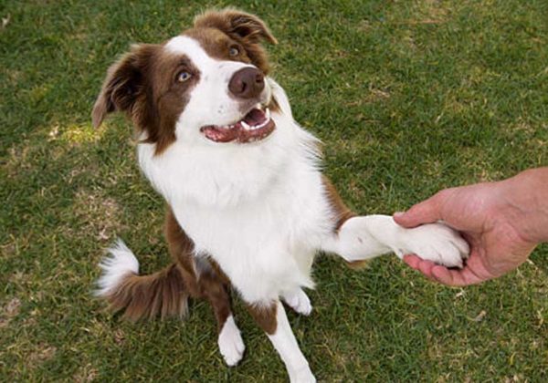 Perros diestros y zurdos: lo que revela la pata dominante de tu mascota