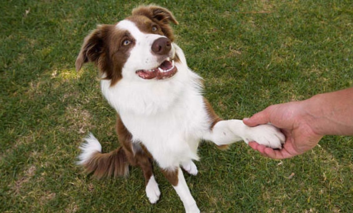 Perros diestros y zurdos: lo que revela la pata dominante de tu mascota