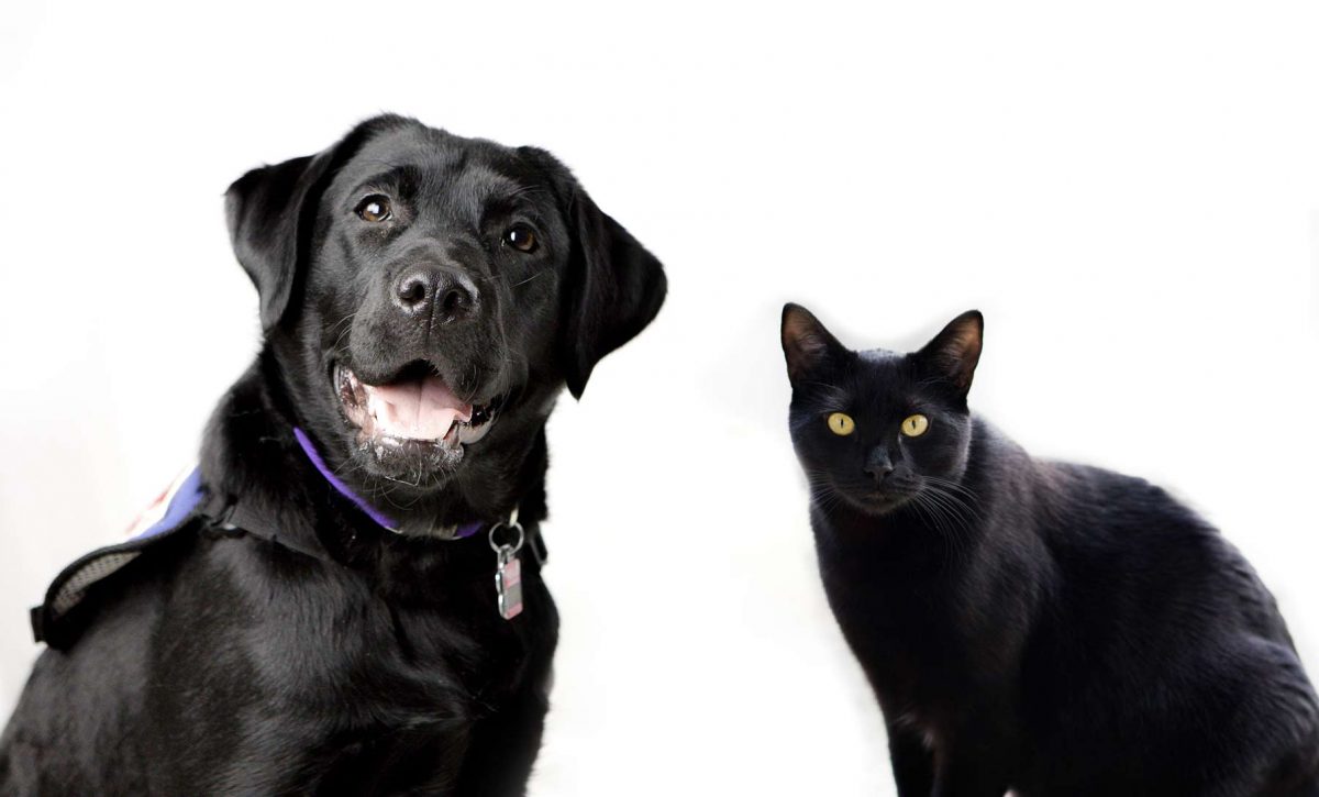 perros_gatos_negros perros_gatos_negros