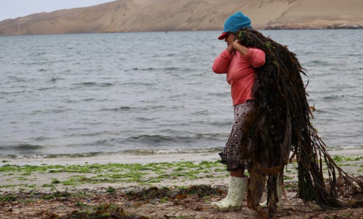 Mujeres de mar: motor clave en la pesca artesanal.