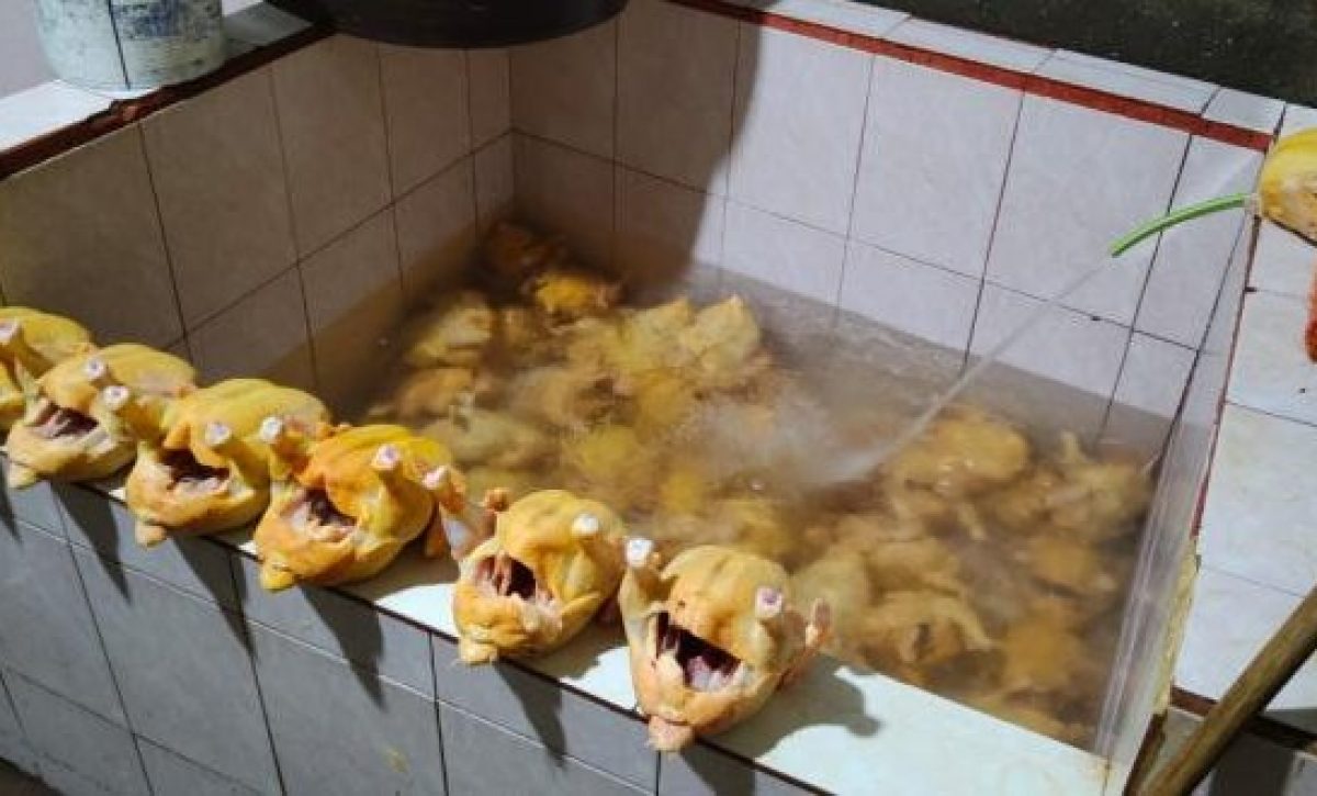 Pollos inyectados con agua en camal clandestino de Quito: peligro para la salud