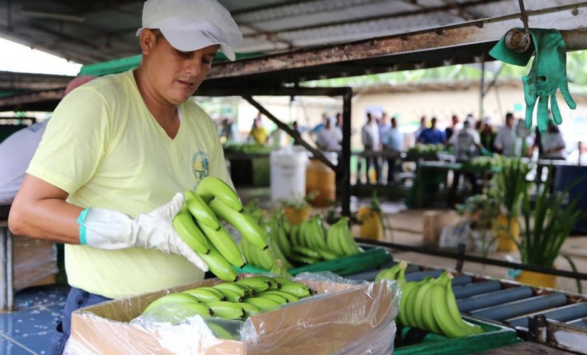 Ecuador fija en USD 7,75 el precio de la caja de plátano para 2026.