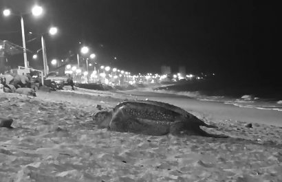 Rescatan gigantesca tortuga laúd en el malecón de Crucita durante temporada de desove.
