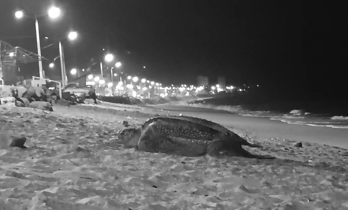 Rescatan gigantesca tortuga laúd en el malecón de Crucita durante temporada de desove.