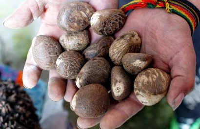 Ecuador cierra la exportación de semillas de tagua: qué implica la decisión del Comex