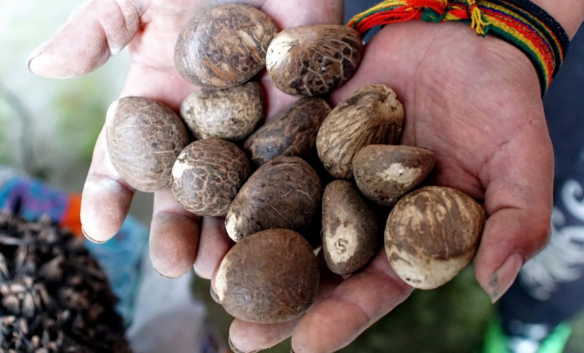 Ecuador cierra la exportación de semillas de tagua: qué implica la decisión del Comex