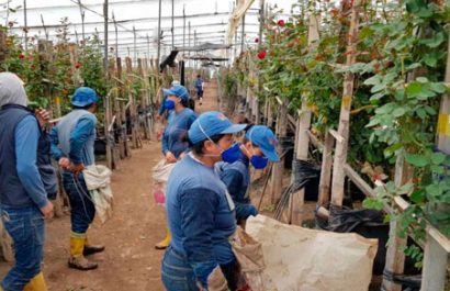 trabajadores