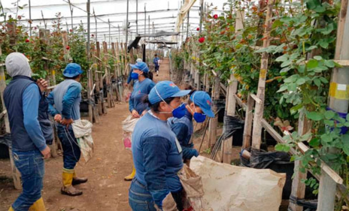 trabajadores