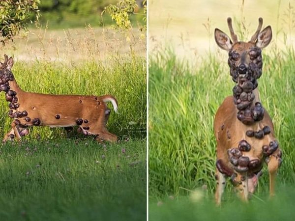 Fibromatosis en ciervos: confirman casos en varios estados de EE. UU.