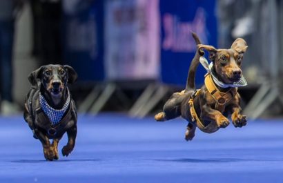 ¡Divertida competencia! Más de 120 perros salchicha corrieron en la Carrera Mundial de Dackel 2025, en Alemania
