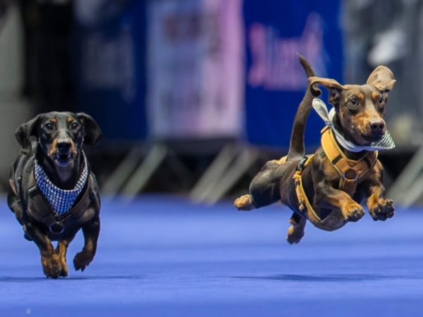 ¡Divertida competencia! Más de 120 perros salchicha corrieron en la Carrera Mundial de Dackel 2025, en Alemania