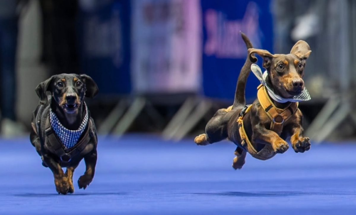 ¡Divertida competencia! Más de 120 perros salchicha corrieron en la Carrera Mundial de Dackel 2025, en Alemania