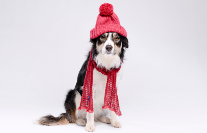 Los perros también necesitan de un abrigo cuando la temperatura baja demasiado.