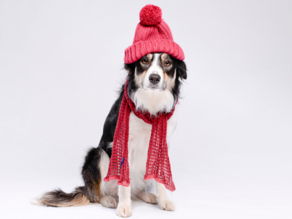 Los perros también necesitan de un abrigo cuando la temperatura baja demasiado.